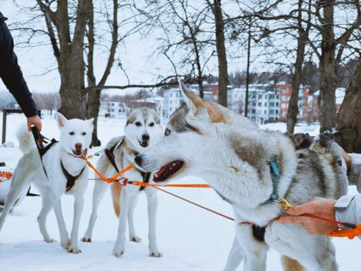 Talvisatama Lappeenrannassa