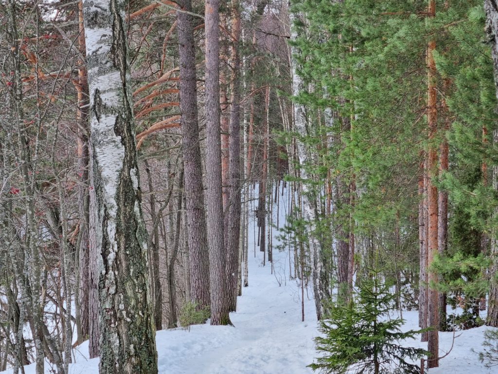 Hiking by Lake Saimaa, Imatra region 