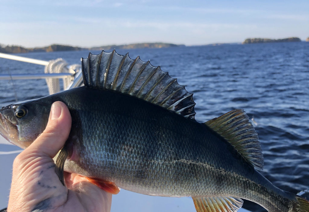 Fishing in Lake Saimaa region