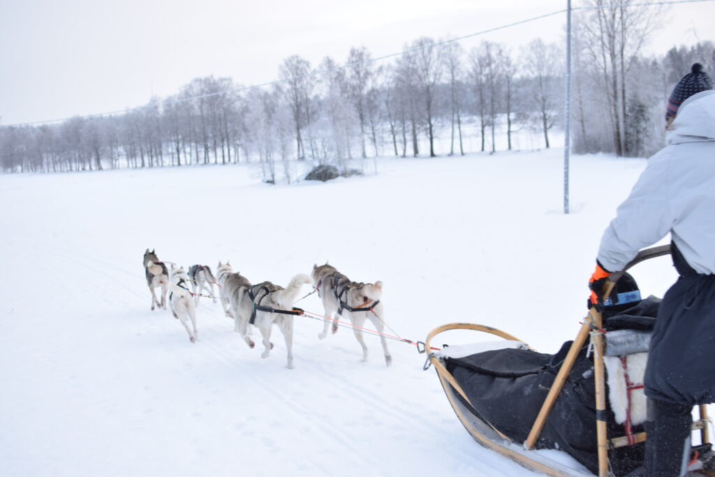 Huskyajelu Lappeenrannassa