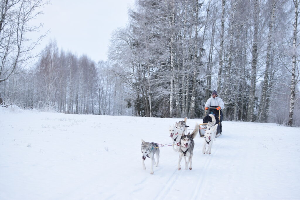 Huskywanderung in Lappeenranta