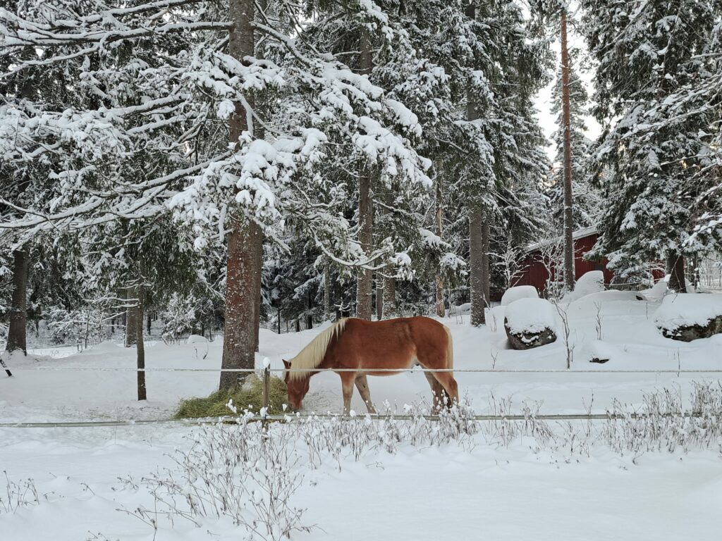 Talvitekemistä ASaimaalla, Lappeenrannan ja Imatran seudulla